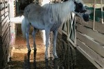 Tia_SFSPCA_09112017_720px