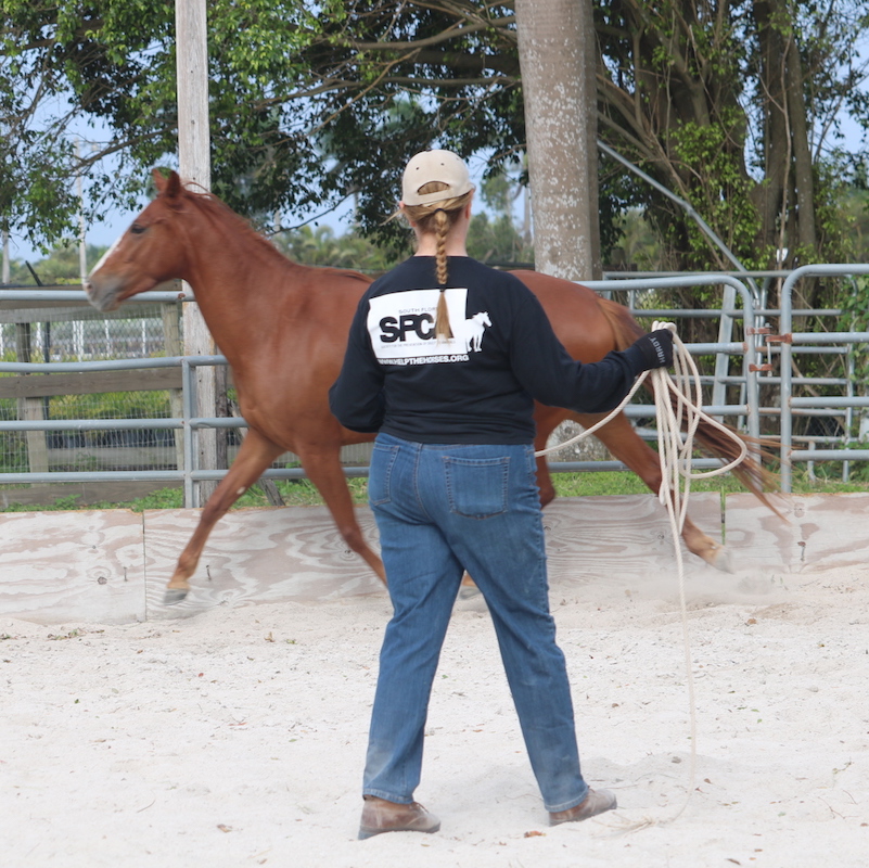 Ginger working Navel Air