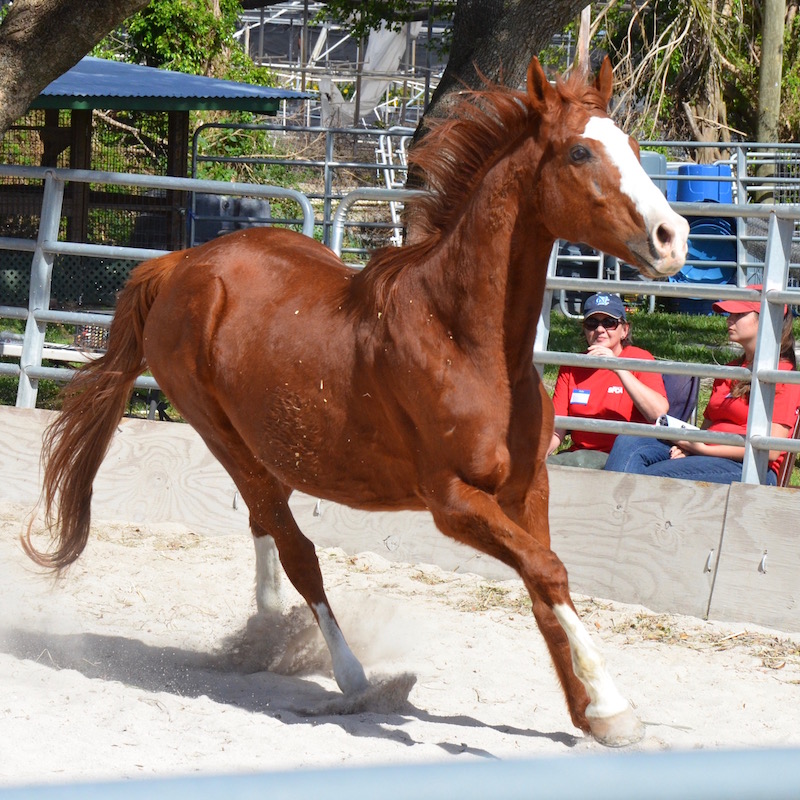 Navel Air round-penning