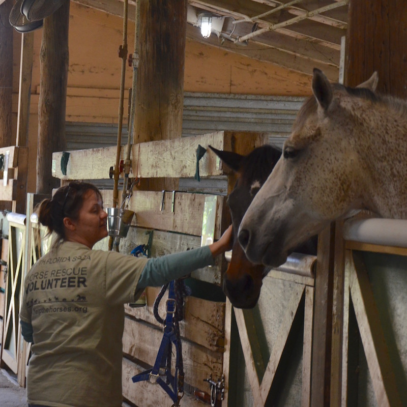 Volunteer Julie bonding with Never Lie and Wide Open