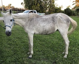 Everly_intake_Nov192017_IMG_2341_web