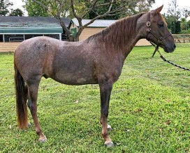 Ronnie-04032018-right-web