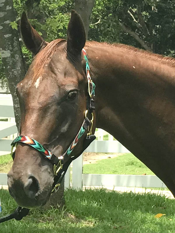 LA BOLICHERA | South Florida SPCA | Horse Rescue
