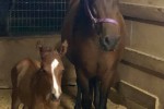 Shakira-foal