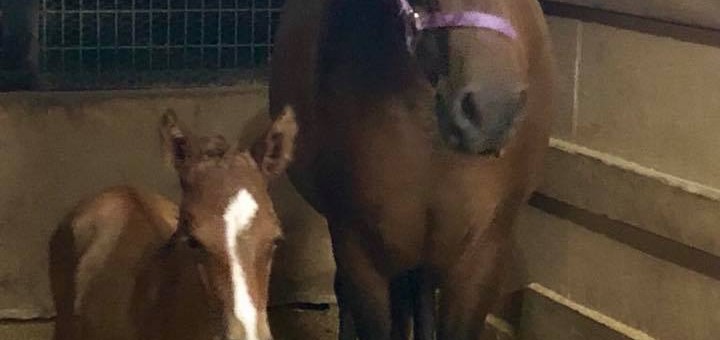 Shakira-foal