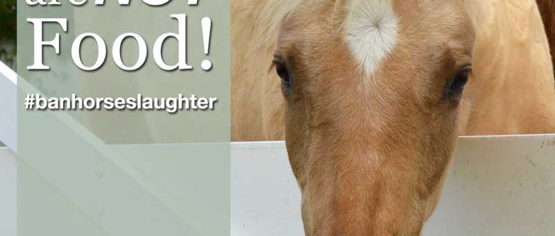 SouthFloridaSPCA-HorsesAreNotFood