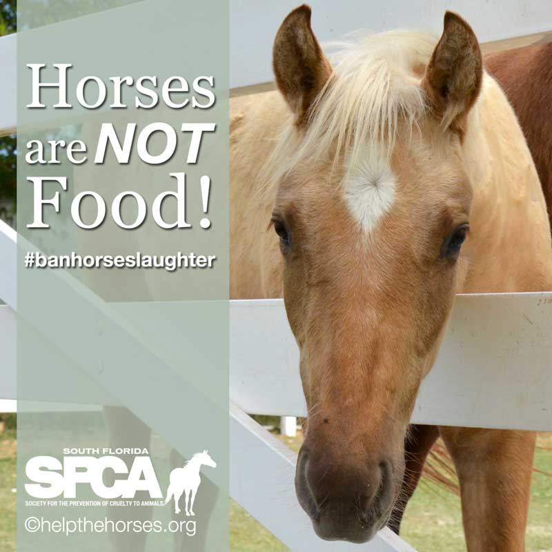 SouthFloridaSPCA-HorsesAreNotFood
