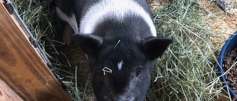 Stella-pig-IMG_0404-web