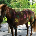 SFSPCA-Cushman_11-06-42-AM-web