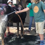 SFSPCA-Cushman_11-34-25-AM-web