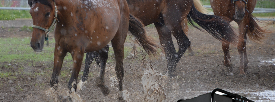 Serious Horse Power_DSC_4209