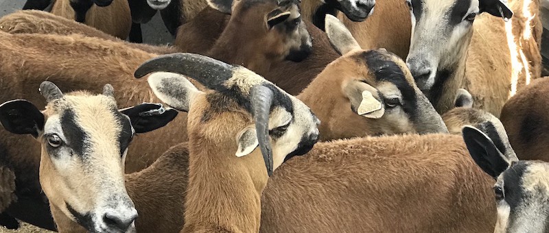 Sheep1_IMG_5616_SFSPCA