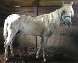 Aries_Intake_IMG_6024_08072018_web