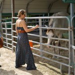 South-Florida-SPCA-Farm-to-Stable-DSC08457