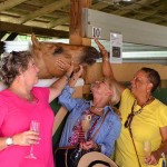 South-Florida-SPCA-Farm-to-Stable-DSC_7669