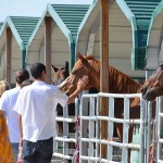 South-Florida-SPCA-Farm-to-Stable-DSC_7700