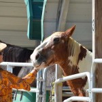 South-Florida-SPCA-Farm-to-Stable-DSC_7706