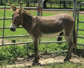 Bo-Jangles-IMG_3753-07012019-web