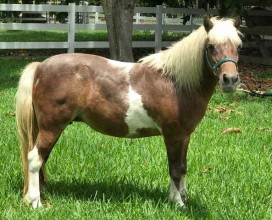 Jingles-IMG_3938-07052019-web