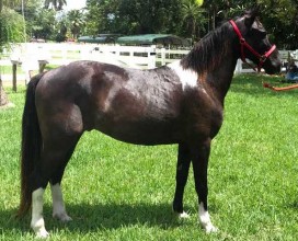 Pinto-Bean-IMG_4598-08272019