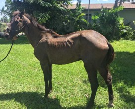 Paso-Gelding-IMG_4754-09042019-web