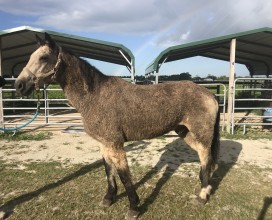 Buckskin