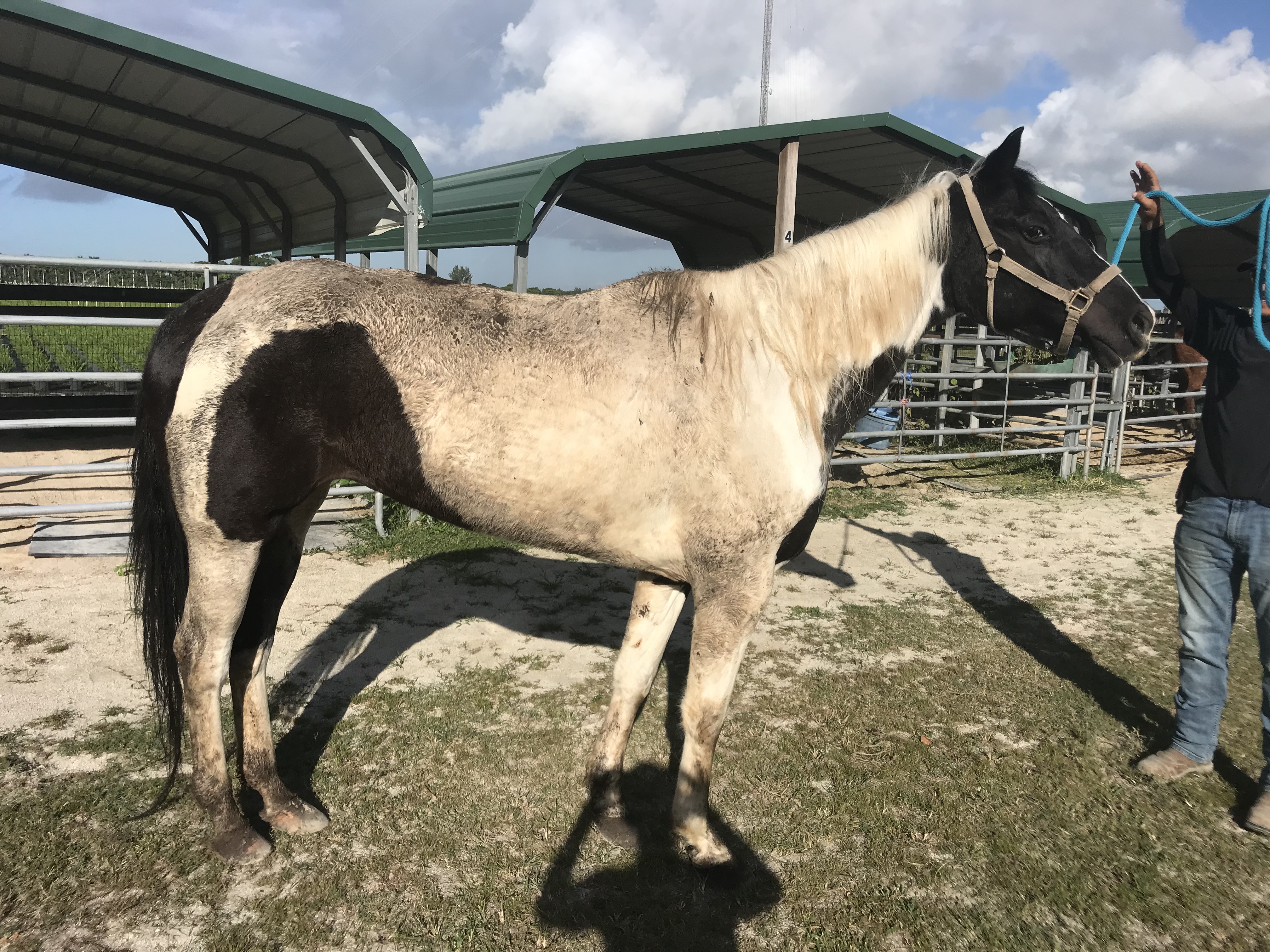 PAINT MARE South Florida SPCA Horse Rescue