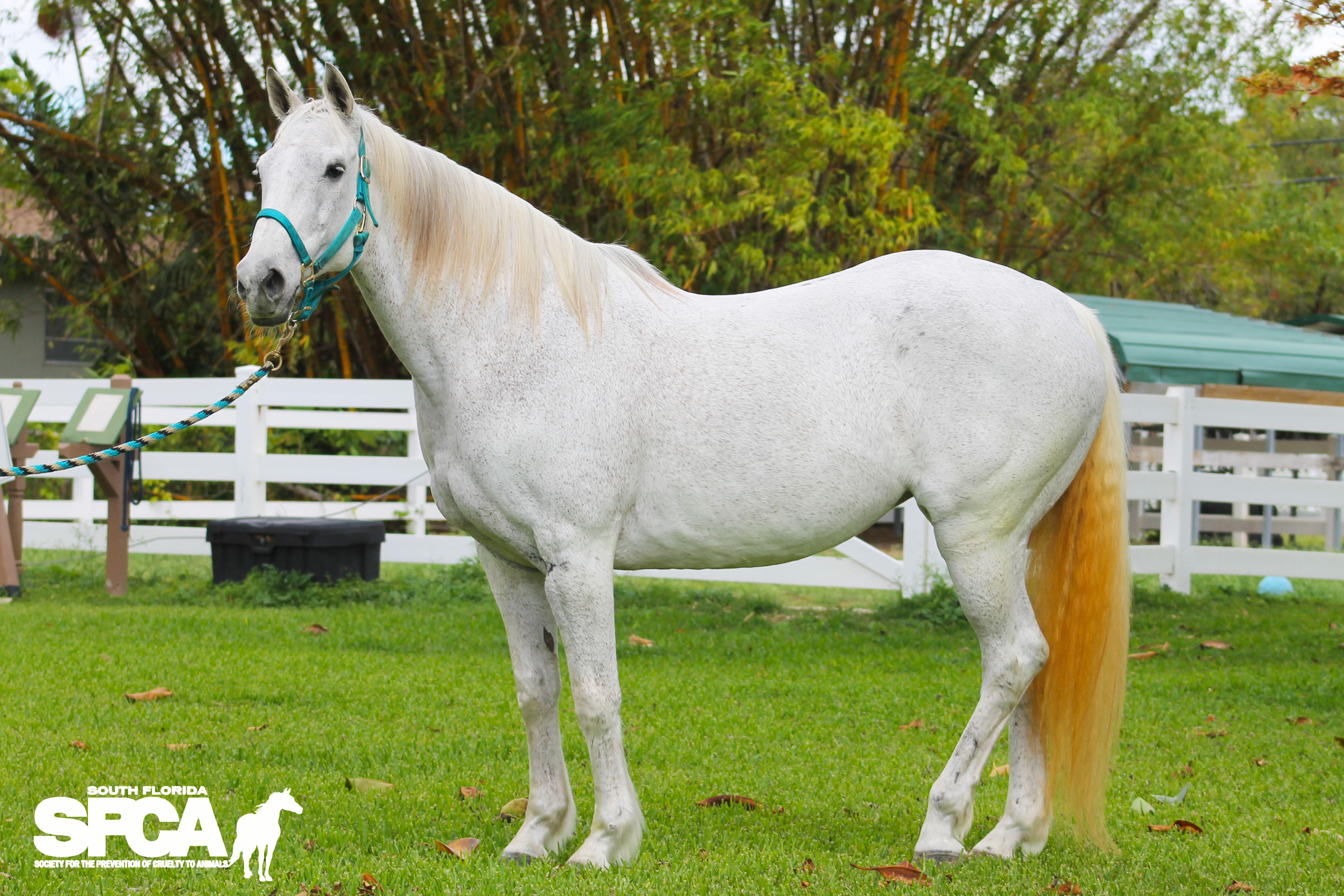 MORA | South Florida SPCA | Horse Rescue